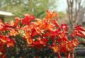 Tangerine Beauty Crossvine / Bignonia capreolata 